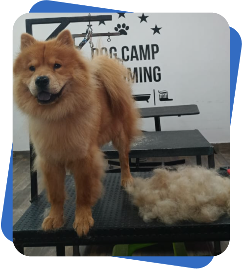 Grooming Dog Camp