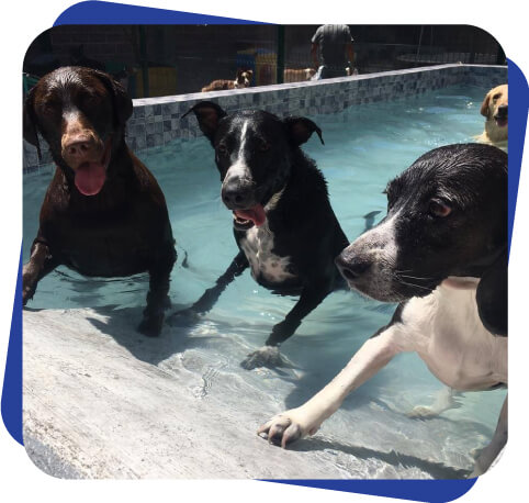 Pool Party Dog Camp