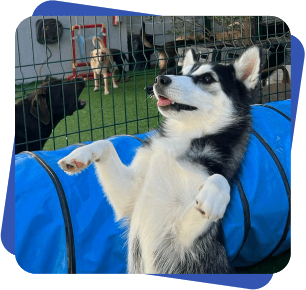 Día de juego Dog Camp