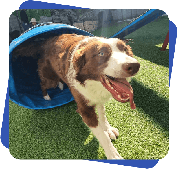 Día de juego Dog Camp