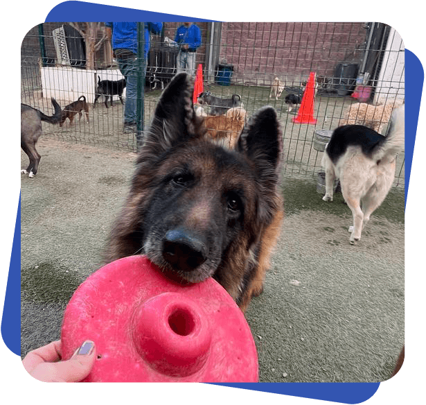 Día de juego Dog Camp