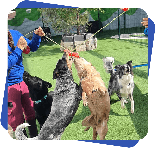 Día de juego Dog Camp