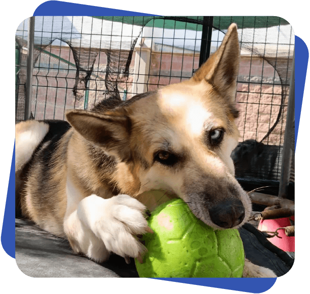 Día de juego Dog Camp