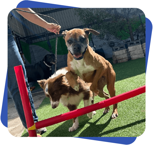 Día de juego Dog Camp