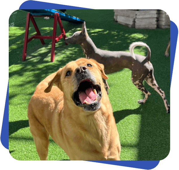 Día de juego Dog Camp