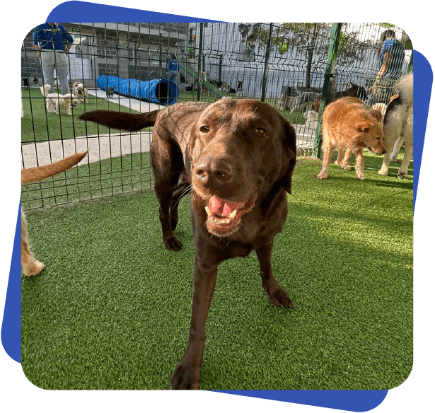 Día de juego Dog Camp