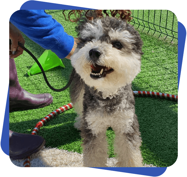 Día de juego Dog Camp