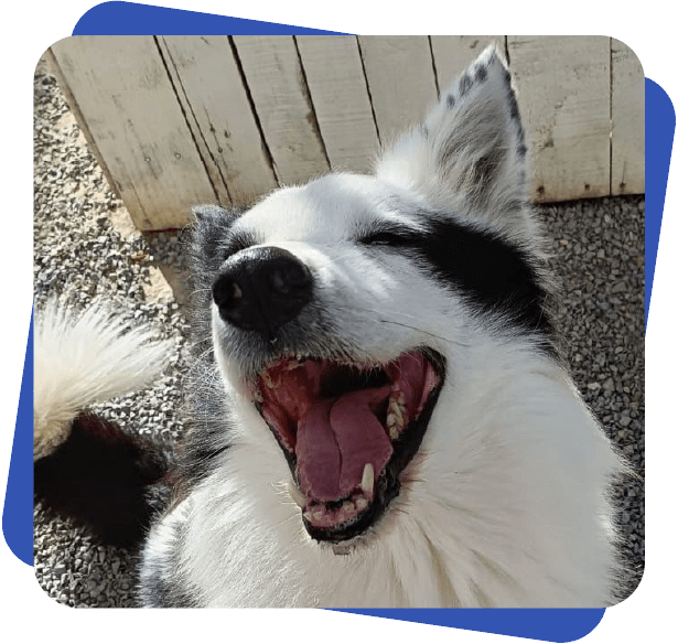 Día de juego Dog Camp