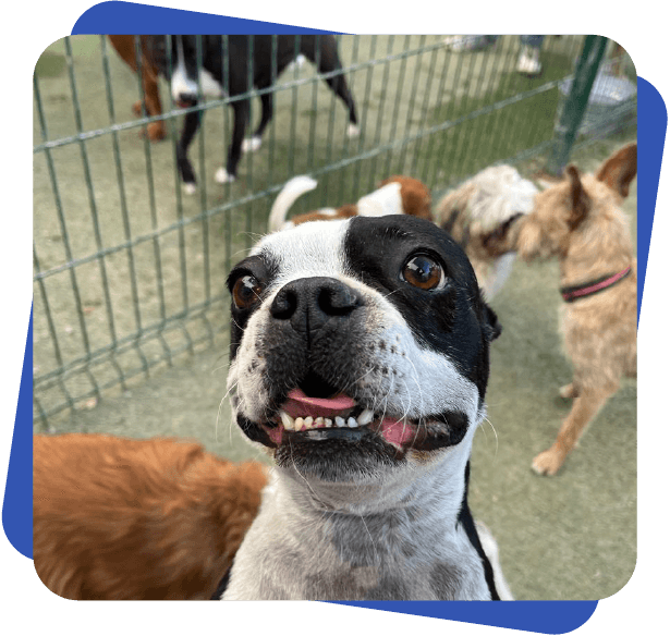 Día de juego Dog Camp