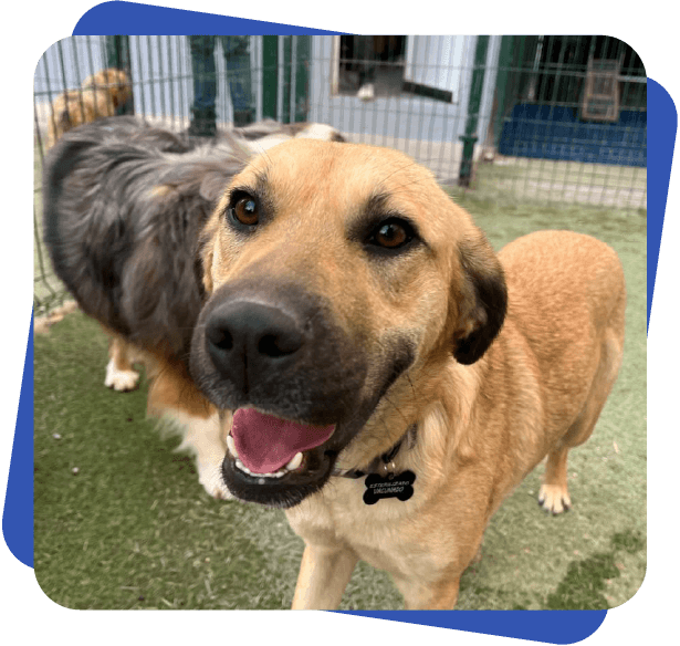 Día de juego Dog Camp