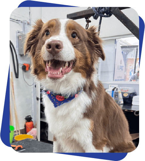 Grooming Dog Camp