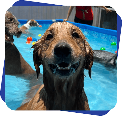 Pool Party Dog Camp