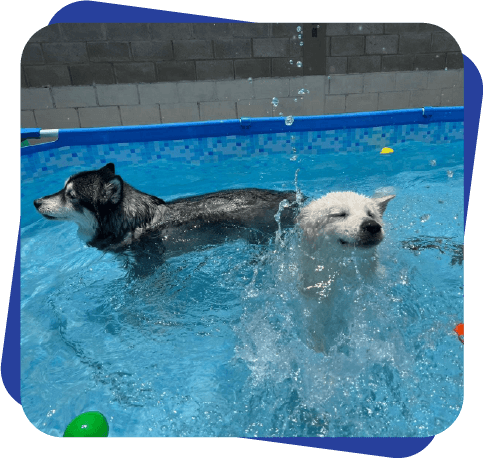 Pool Party Dog Camp