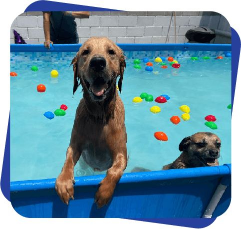 Pool Party Dog Camp