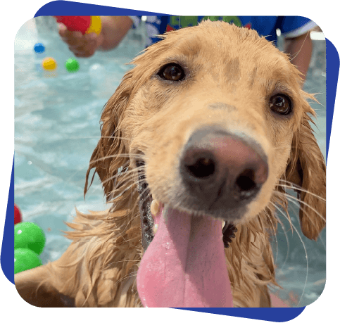 Pool Party Dog Camp