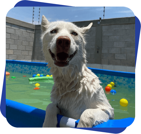 Pool Party Dog Camp