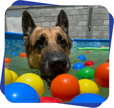 Pool Party Dog Camp
